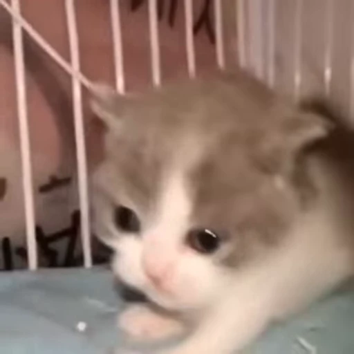 🥲 Стикер «animals yes» для Telegram