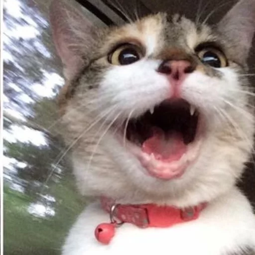 😂 Стикер «Pets Memes» для Telegram