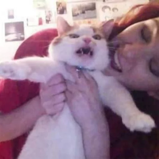 😂 Стикер «Pets Memes» для Telegram