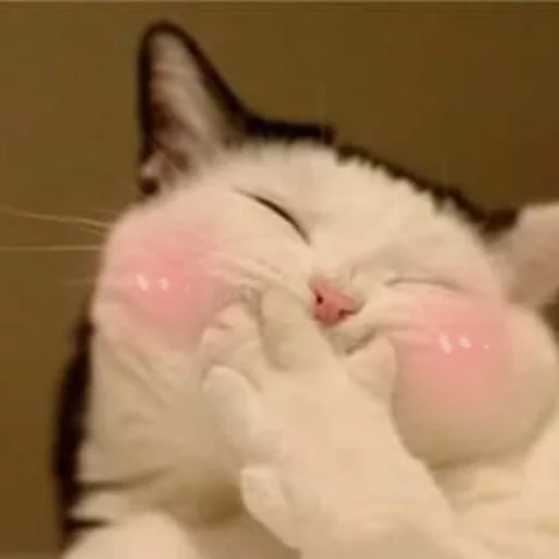 😂 Стикер «Pets Memes» для Telegram