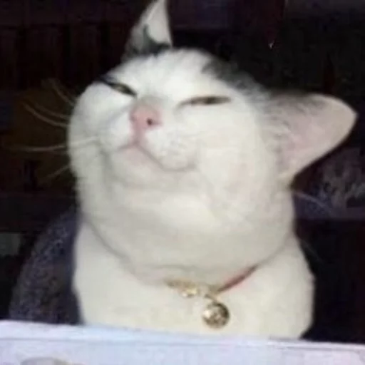 😂 Стикер «Pets Memes» для Telegram