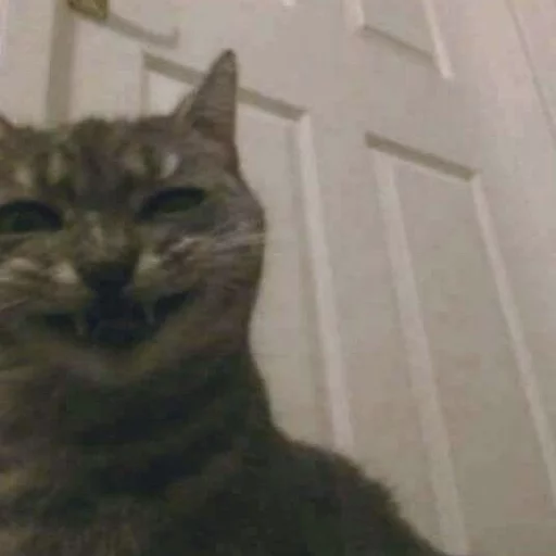 😂 Стикер «Pets Memes» для Telegram
