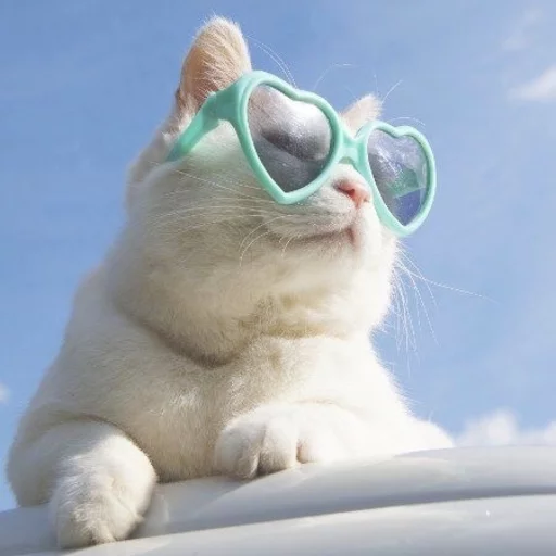 😂 Стикер «Pets Memes» для Telegram