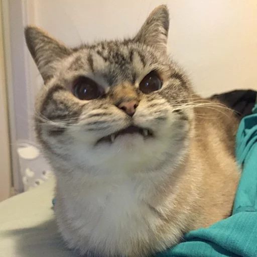 😂 Стикер «Pets Memes» для Telegram