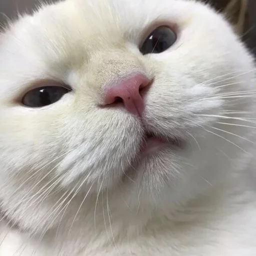 😂 Стикер «Pets Memes» для Telegram