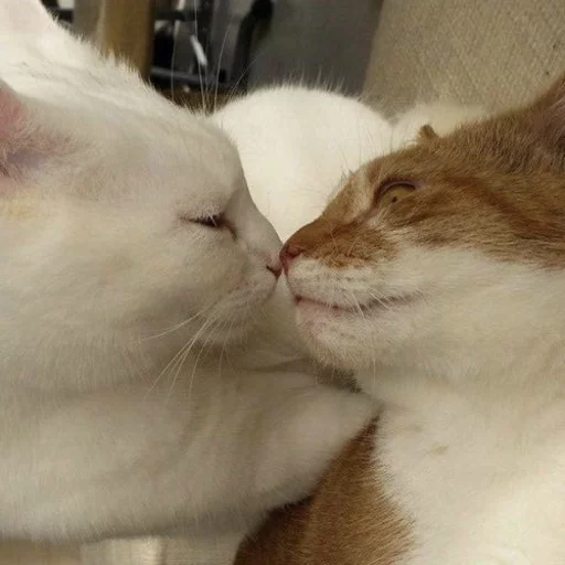😂 Стикер «Pets Memes» для Telegram