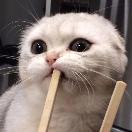 😂 Стикер «Pets Memes» для Telegram