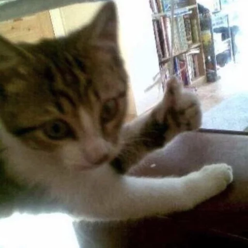 😂 Стикер «Pets Memes» для Telegram