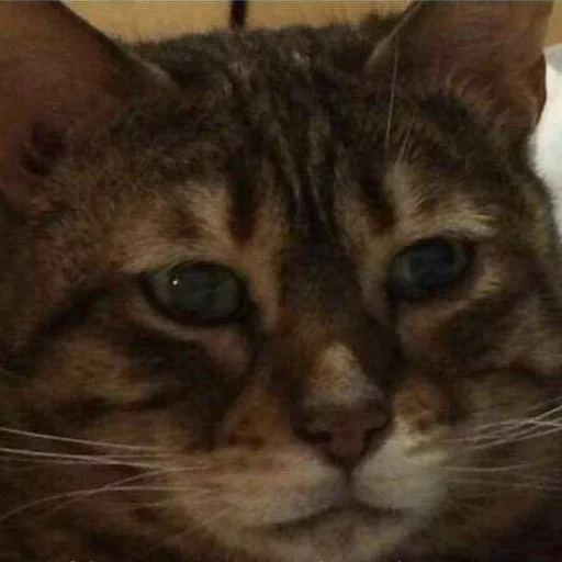 😂 Стикер «Pets Memes» для Telegram