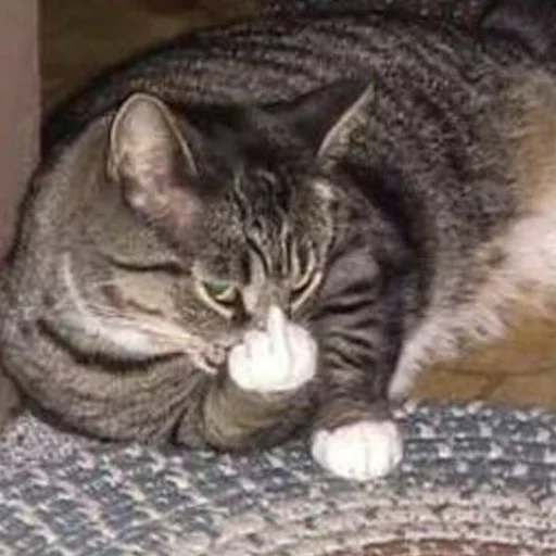 😂 Стикер «Pets Memes» для Telegram