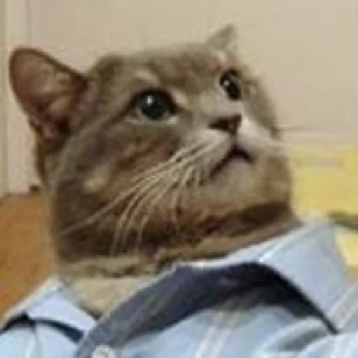 😂 Стикер «Pets Memes» для Telegram