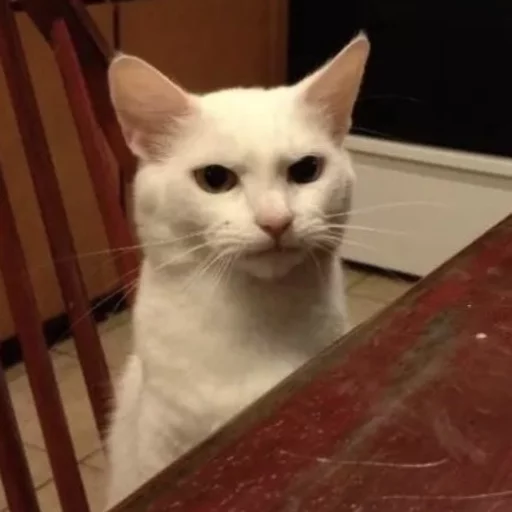 😂 Стикер «Pets Memes» для Telegram