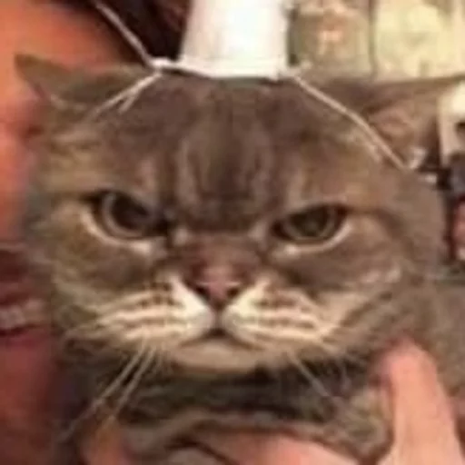 😂 Стикер «Pets Memes» для Telegram