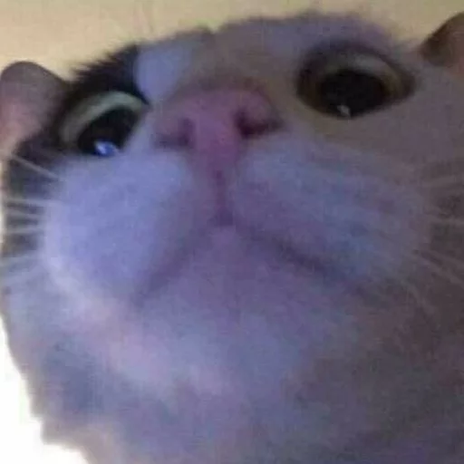 😂 Стикер «Pets Memes» для Telegram