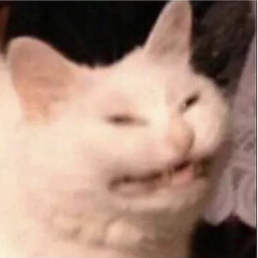 😂 Стикер «Pets Memes» для Telegram