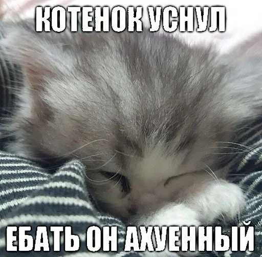 🛌 Стикер «ебучие животные» для Telegram