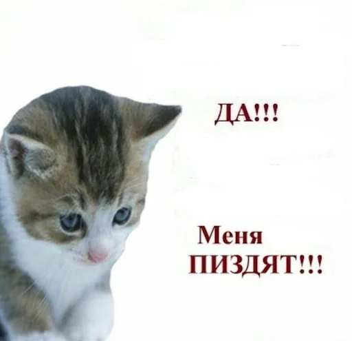 😋 Стикер «ебучие животные» для Telegram