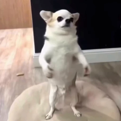👏 Стикер «Animals memes» для Telegram