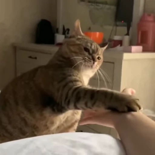 🤝 Стикер «Animals memes» для Telegram