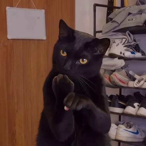 🖕 Стикер «Animals memes» для Telegram