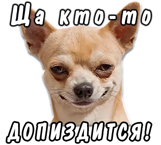 Стикерпак животные для Telegram — скачать