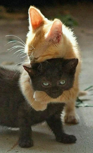 🤗 Стикер «Animals Mood» для Telegram