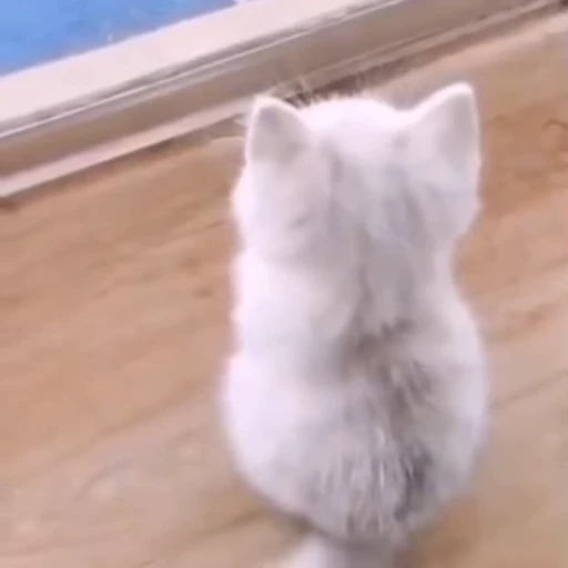 🐾 Стикер «Animals 4» для Telegram