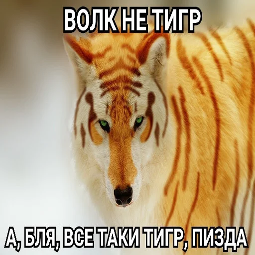 Стикерпак Антицирк для Telegram — скачать