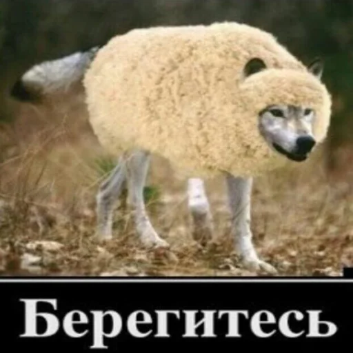❗️ Стикер «Антицирк» для Telegram
