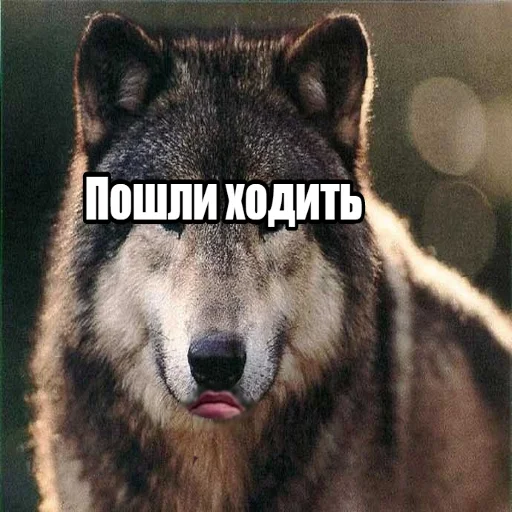 🏃‍♂️ Стикер «Антицирк» для Telegram