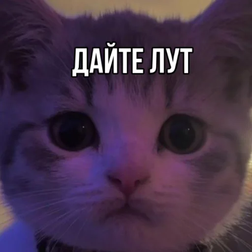 😽 Стикер «ANUBIS_METRO» для Telegram
