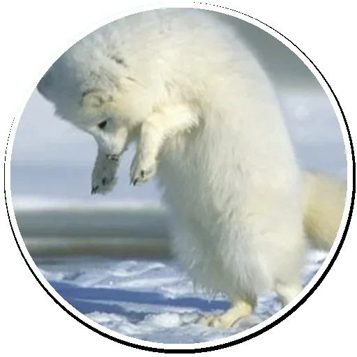 😉 Стикер «Arctic Fox» для Telegram