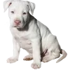 🐩 Эмодзи «Ариночка Биркин» для Telegram