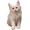 🐈 Эмодзи «Ариночка Биркин» для Telegram