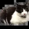 🙈 Эмодзи «asia» для Telegram