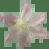 🌸 Эмодзи «asia» для Telegram