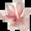 🌸 Эмодзи «asia» для Telegram
