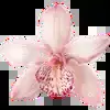 🌸 Эмодзи «asia» для Telegram