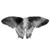 🦋 Эмодзи «Aura 2» для Telegram