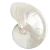 🐚 Эмодзи «Luz» для Telegram
