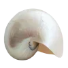 🐚 Эмодзи «Luz» для Telegram