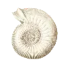 🐚 Эмодзи «Luz» для Telegram