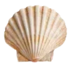 🐚 Эмодзи «Luz» для Telegram