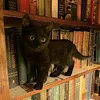 🐈‍⬛ Эмодзи «autumn atmosphere» для Telegram