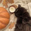 🐈‍⬛ Эмодзи «autumn atmosphere» для Telegram