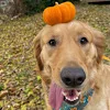 😛 Эмодзи «autumn atmosphere» для Telegram