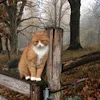 🐈 Эмодзи «autumn atmosphere» для Telegram
