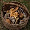 🍄 Эмодзи «autumn atmosphere» для Telegram
