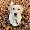 🐕 Эмодзи «autumn atmosphere» для Telegram