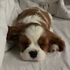 😴 Эмодзи «autumn atmosphere» для Telegram